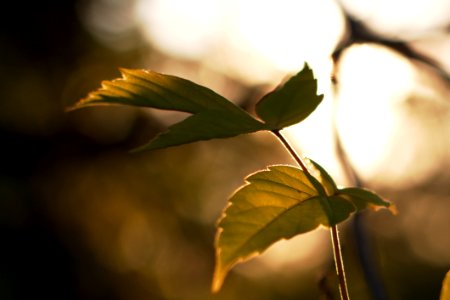 Rimmed With Mystery Light