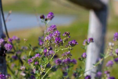 Flower Plant Flora Purple photo