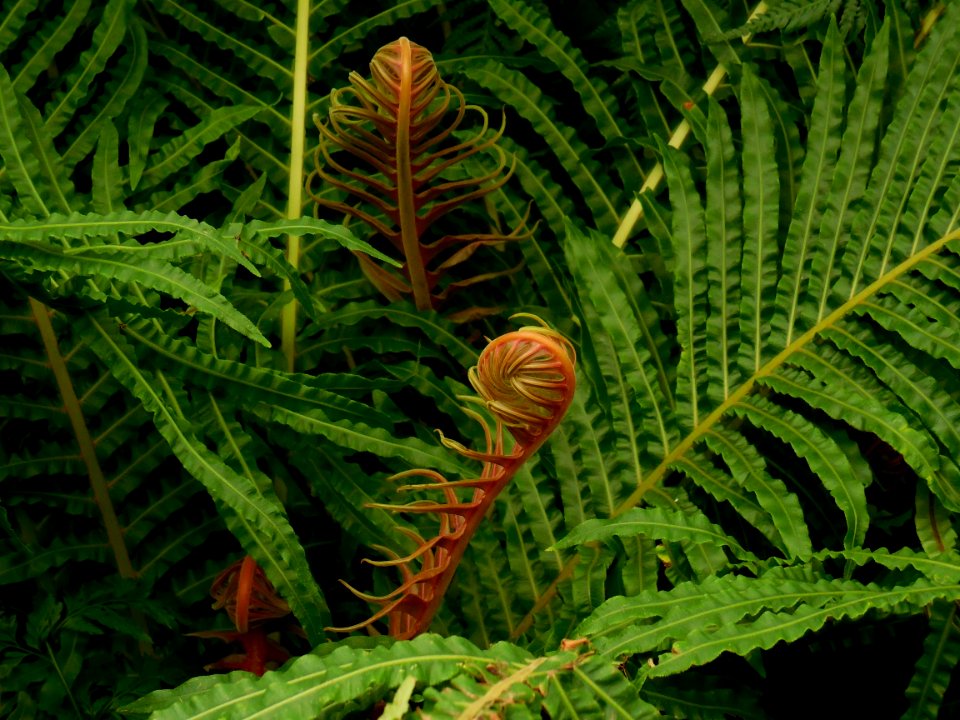 Plant Ostrich Fern Vegetation Ferns And Horsetails