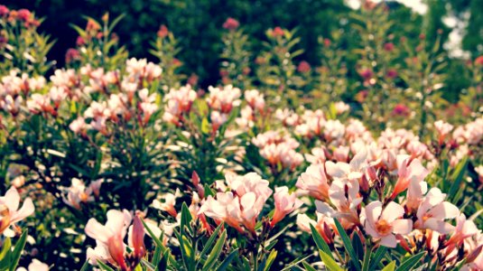 Flower Field