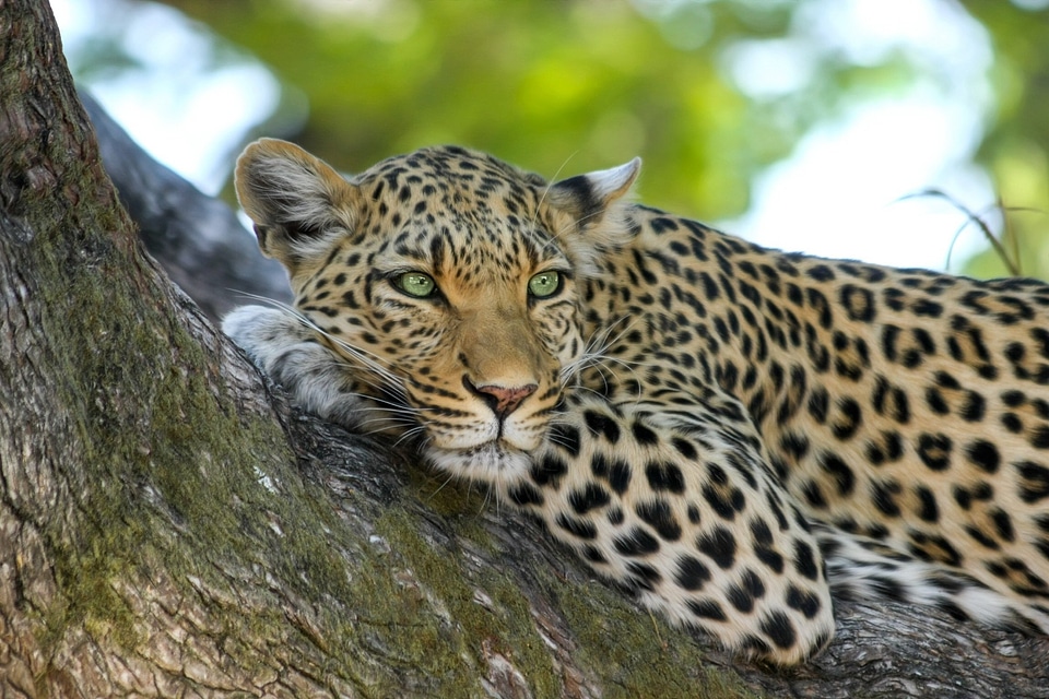 Botswana africa safari