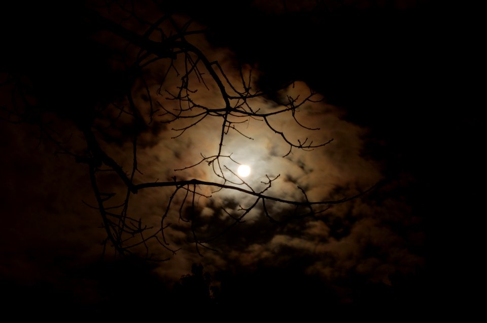 Silhouette Of Tree Branch Under White Cloudy Skies During Nighttime