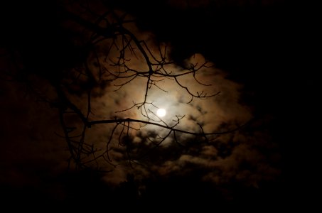 Silhouette Of Tree Branch Under White Cloudy Skies During Nighttime