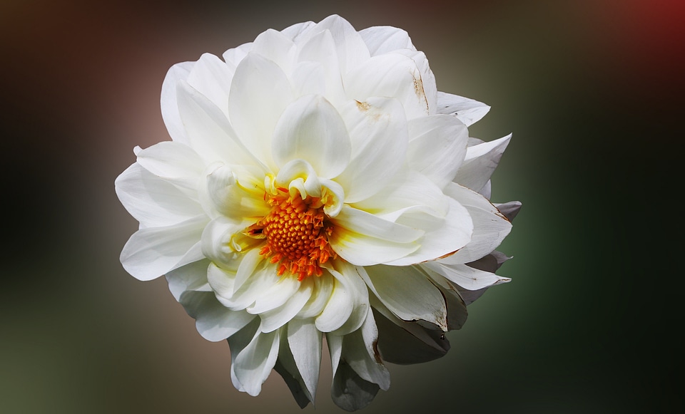 Flowers white blossom