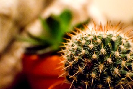 Orange And Green Cactus Plant In A Selective Focus Photography During Daytime photo