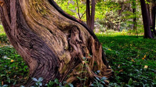 Tree Trunk Surrounded By Green Grass photo