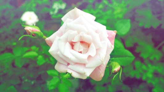 Closed Up Photography Of White Rose photo