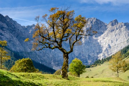 Tree In Mountains