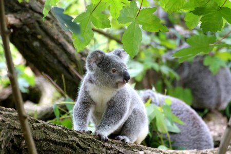 Koala Bear On Grey Wood Trunk On Daytime photo