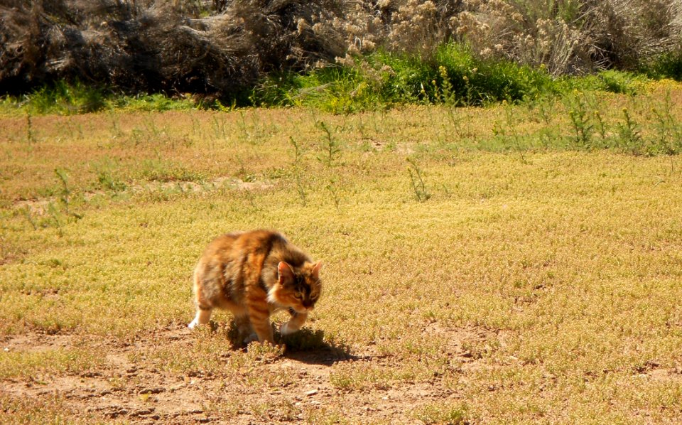 Feral Cat Strolling Through My Yard