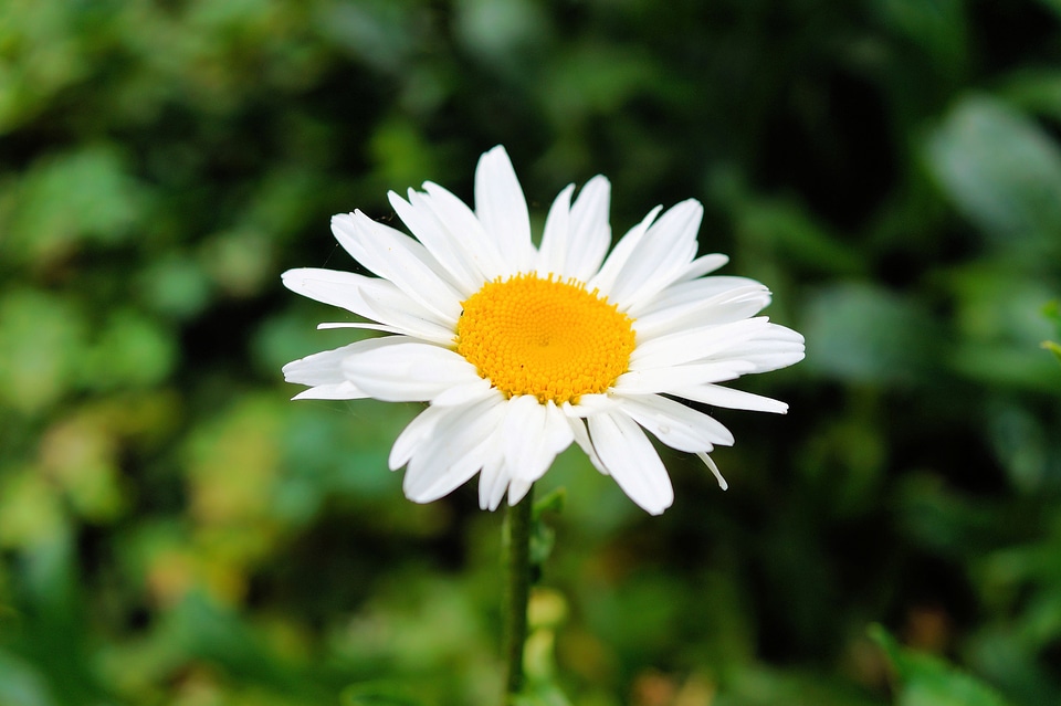 Bloom tender white