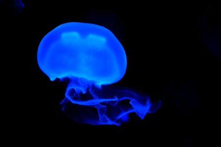 Jellyfish Cnidaria Blue Marine Invertebrates photo