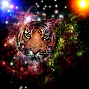 Cosmic Tiger photo