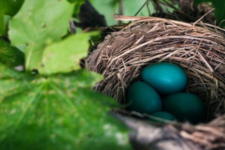 Nest Eggs