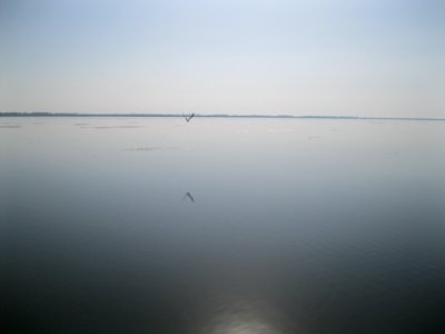 A Bird Flying On Anzali Lagoon