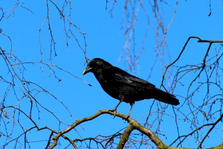 Bird Fauna Sky American Crow photo