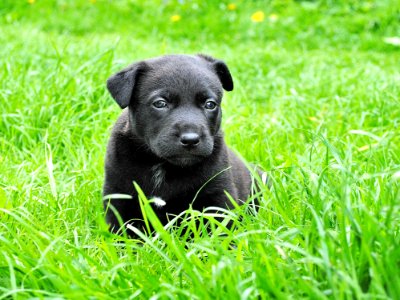 Dog Dog Like Mammal Dog Breed Puppy photo