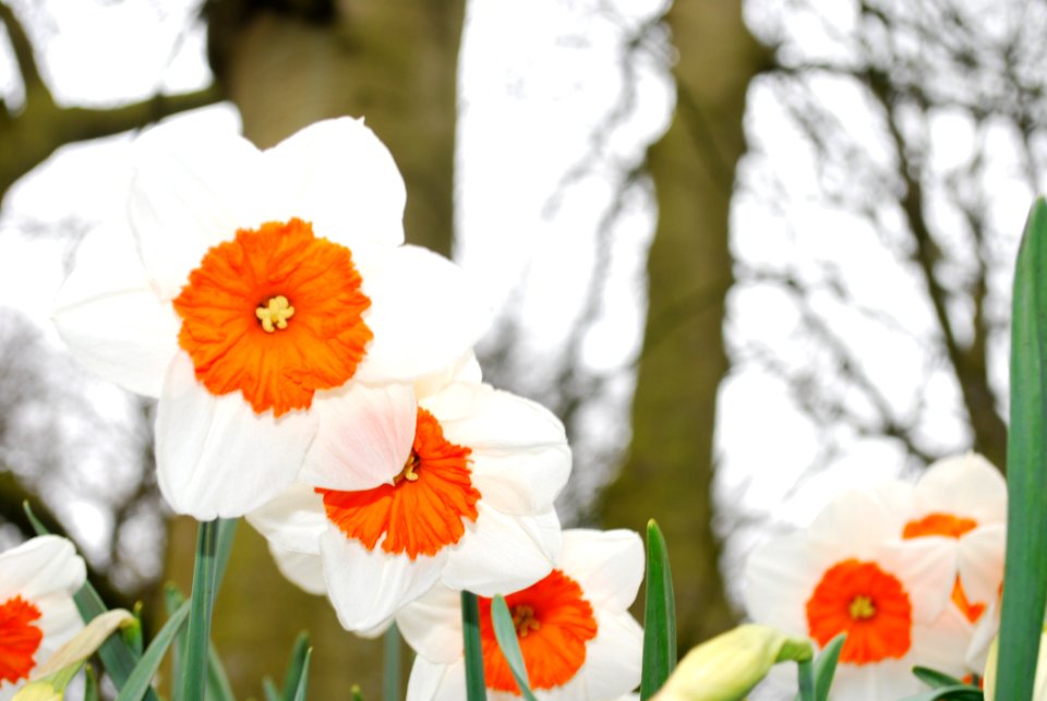 Flower Flowering Plant Wildflower Spring
