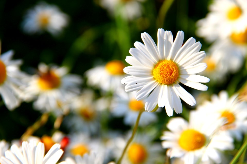 Flower Oxeye Daisy Chamaemelum Nobile Flora photo