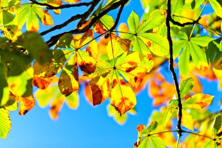 Leaf Yellow Autumn Branch photo