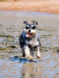 Dog Dog Like Mammal Dog Breed Miniature Schnauzer