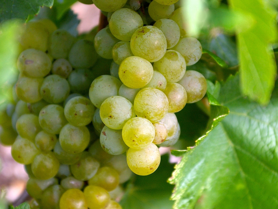 Bunch vineyard fruit