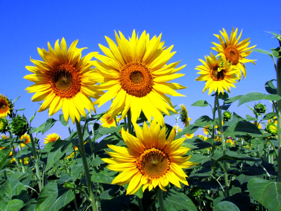 Flower Sunflower Yellow Sunflower Seed photo