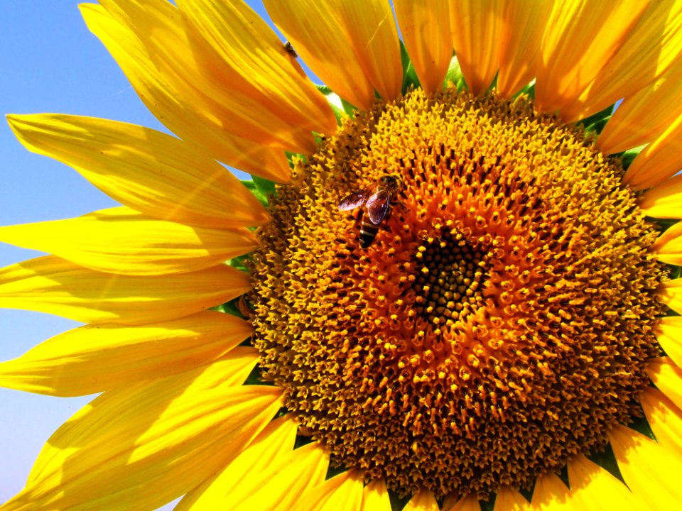Sunflower Flower Honey Bee Yellow