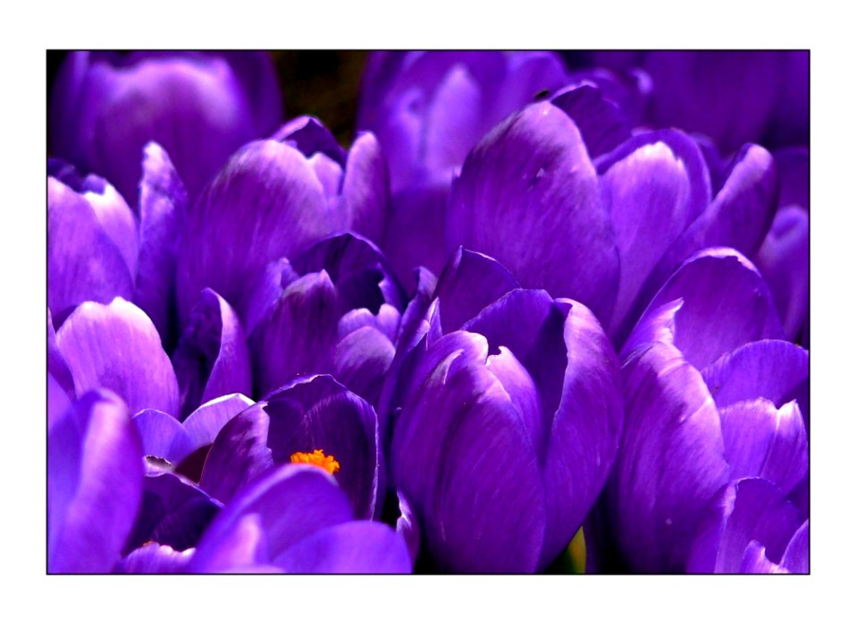 Flower Violet Crocus Purple