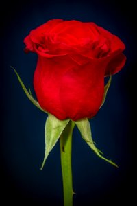 Flower Red Rose Rose Family