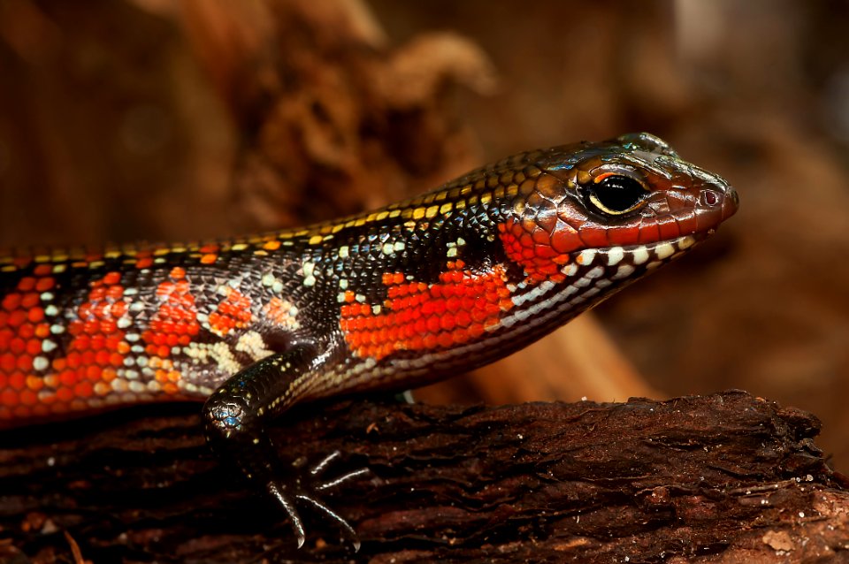 Reptile Lizard Scaled Reptile Terrestrial Animal