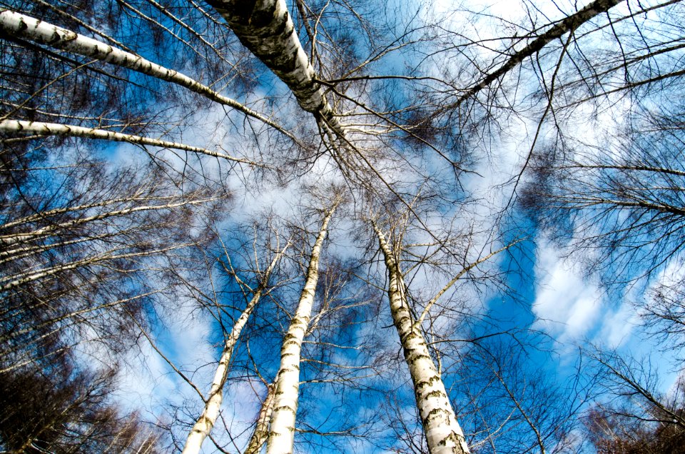 Tree Sky Woody Plant Branch