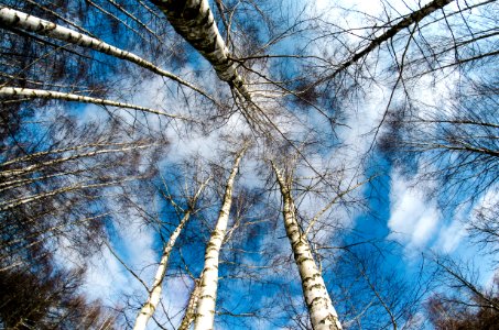 Tree Sky Woody Plant Branch photo