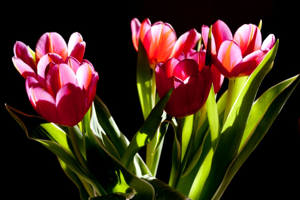 Flower Plant Flowering Plant Tulip