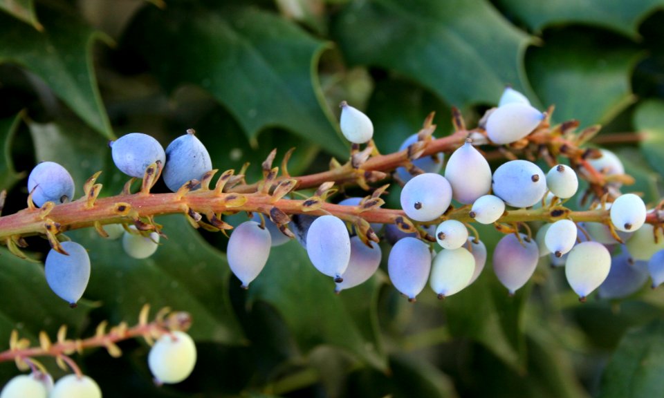 Blue Plant Flora Blueberry