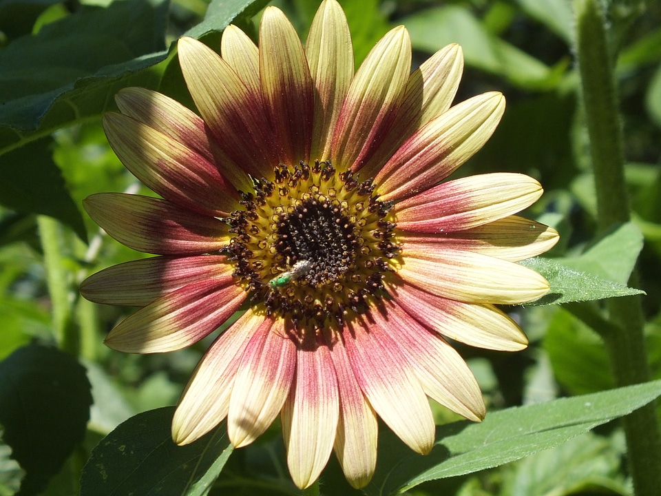 Floral flower evening sun photo