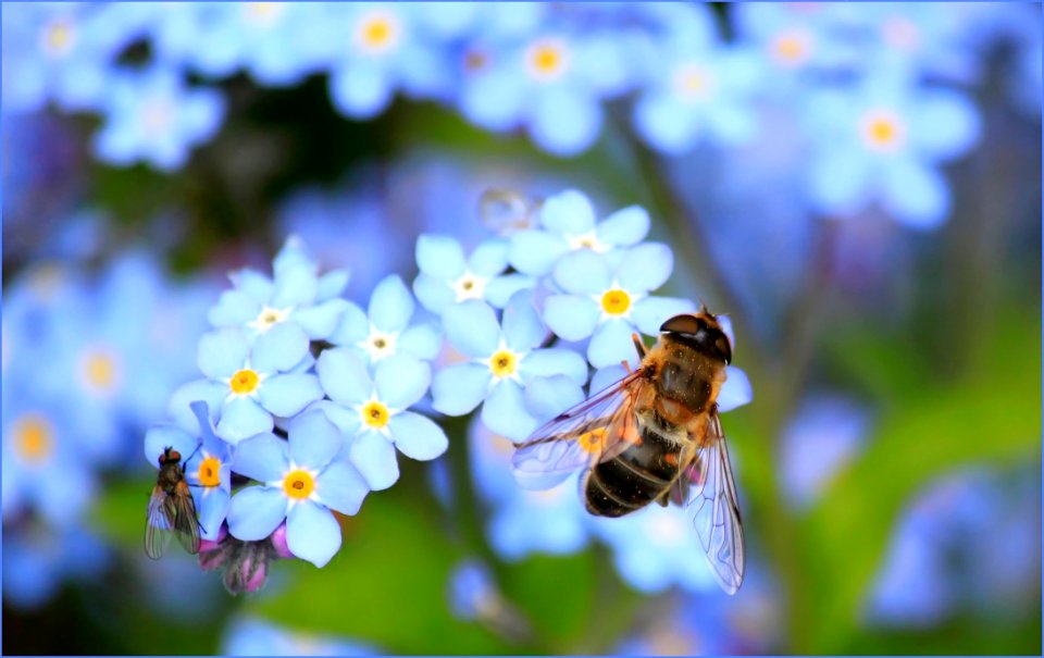 Flower Honey Bee Bee Nectar