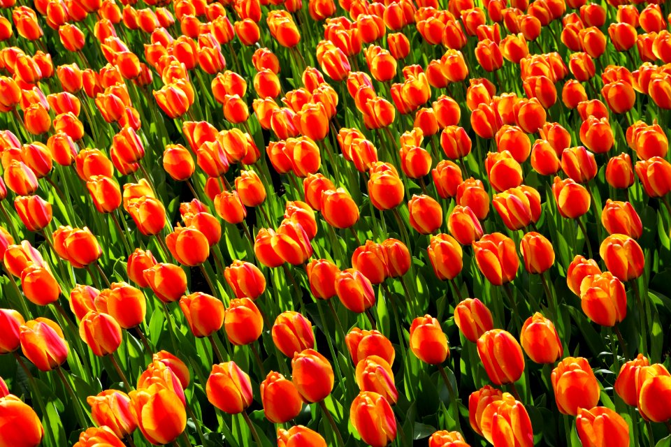 Flower Plant Flowering Plant Tulip