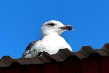 Bird Beak Gull Sky photo