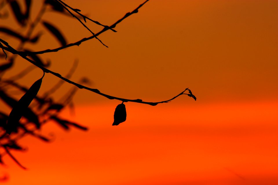 Sky Branch Orange Silhouette