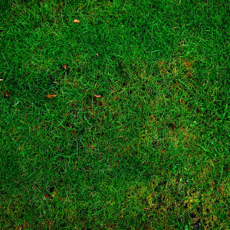 Grass Green Vegetation Ecosystem