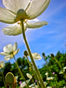 Flower Flora Wildflower Sky