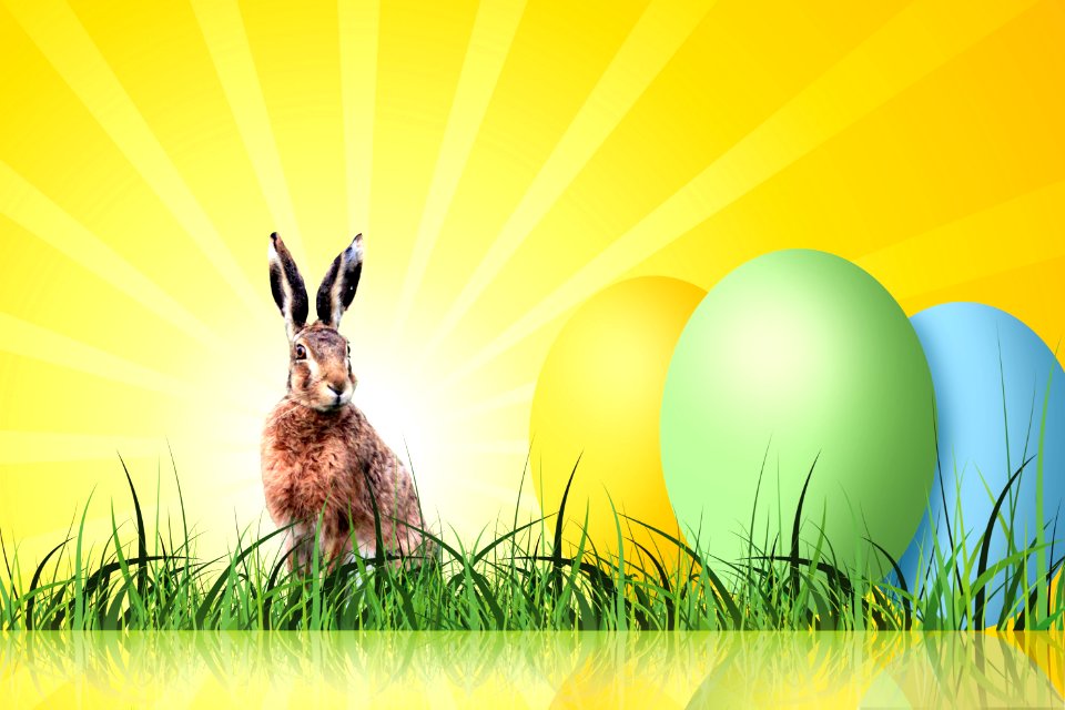 Grass Hare Rabits And Hares Rabbit