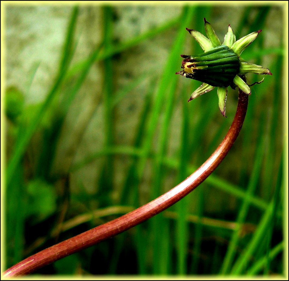 Flora Plant Grass Plant Stem