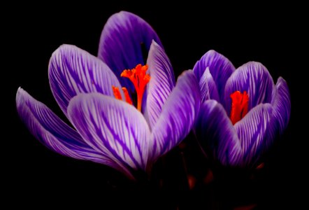 Flower Crocus Plant Purple