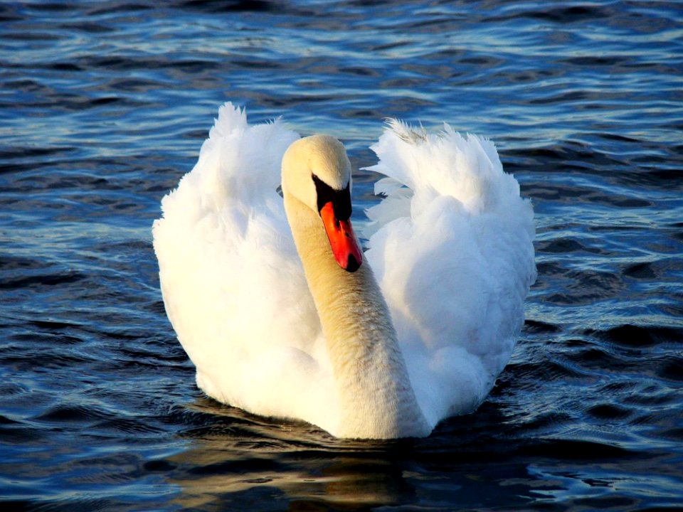 Swan Bird Water Bird Ducks Geese And Swans