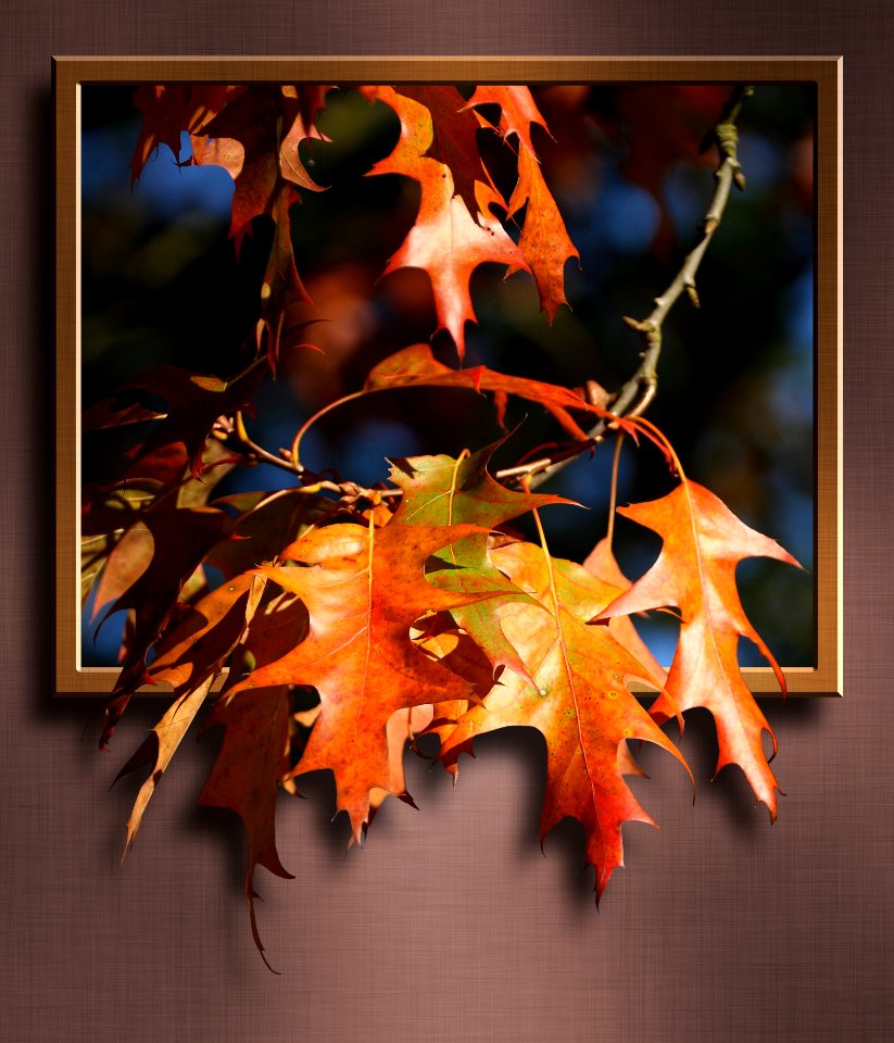 Leaf Maple Leaf Autumn Tree