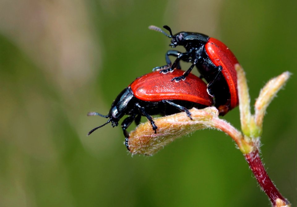 Insect Macro Photography Beetle Invertebrate