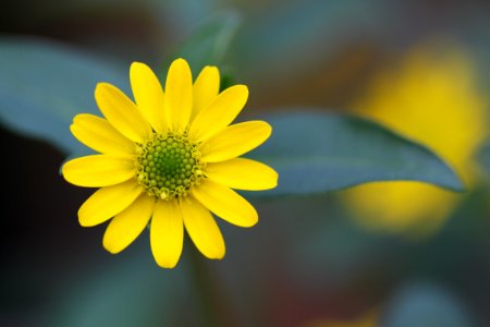 Flower Yellow Flora Macro Photography photo