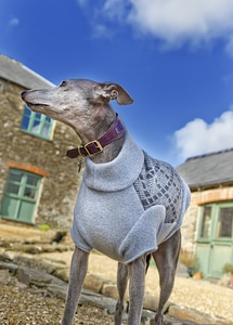 Barns country collar